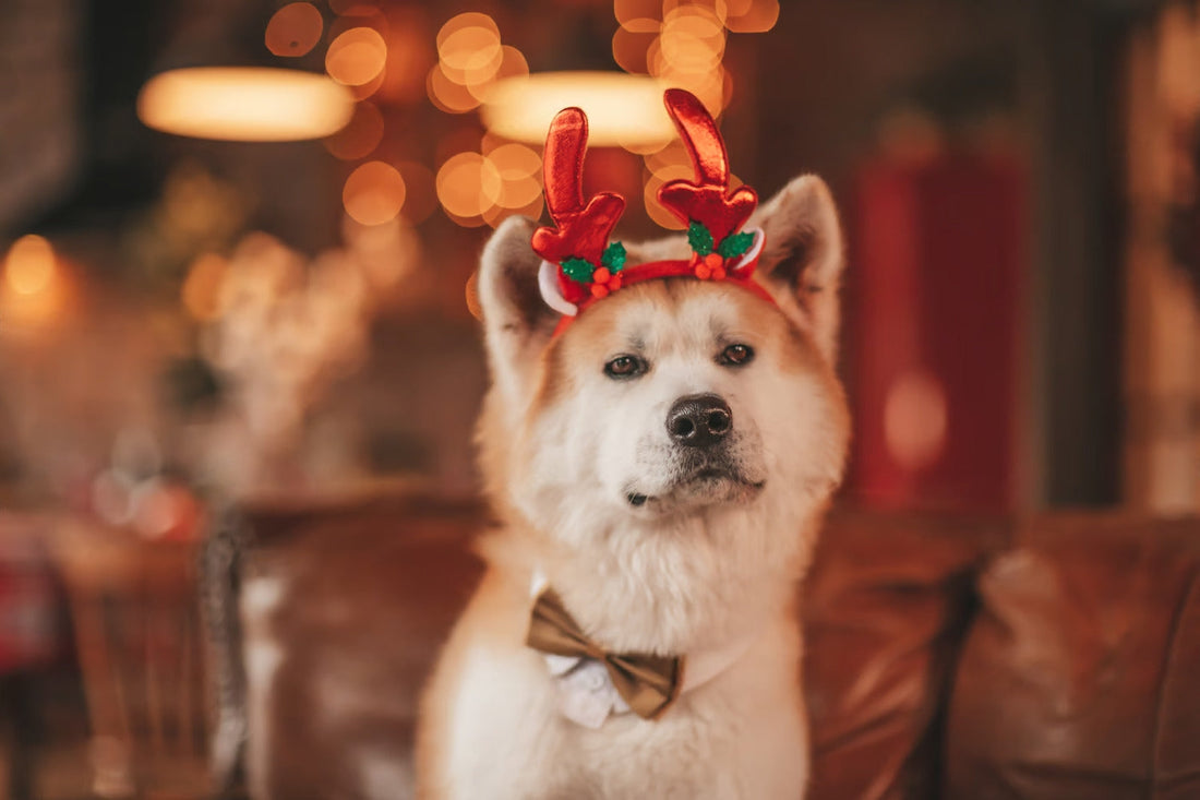 Top 10 Christmas Gift Ideas For Your Pet