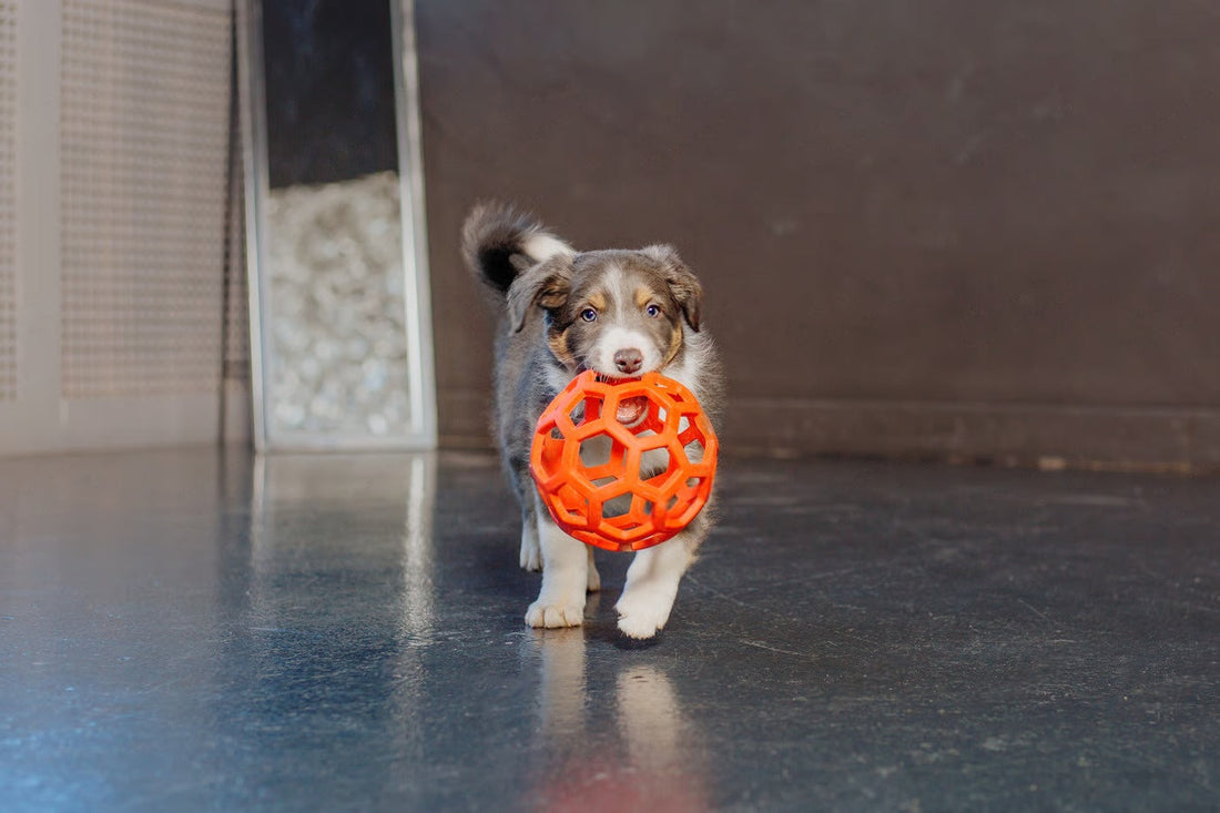 5 Tips to Select the Best Dog Toy For Your Dogs