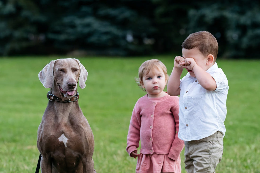 The Unbreakable Bond Between Dogs and Kids