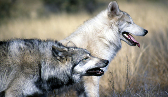 24 Ways Wolves are Different from Dogs