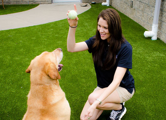 Why Dog Toys And Daily Play Time Are Extremely Important For Dogs?