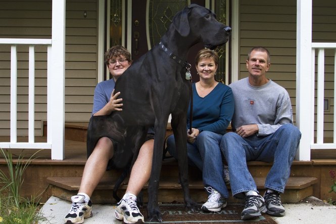 Zeus, The World’s Tallest Dog Dies at The Age of 5