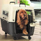 IATA Approved Airline Dog Crate 48 Inch For Large Dogs
