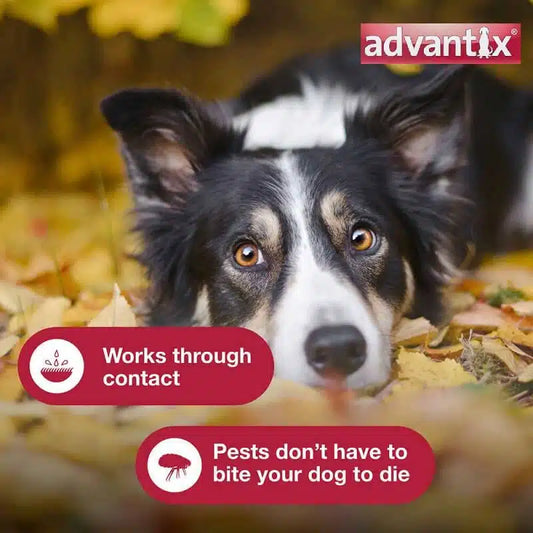 Bayer Advantix Spot on For Dogs Above 25 Kg (3 Pieces)