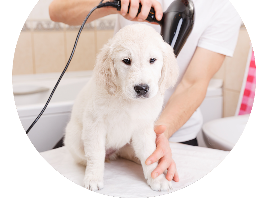 Pet Grooming Services - Find Pet Grooming Centre Near Your Location