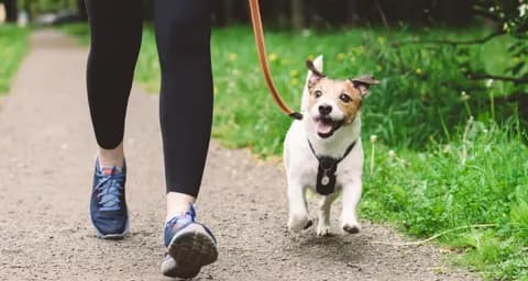 How to Teach Your Dogs to Walk Nicely On a Leash?