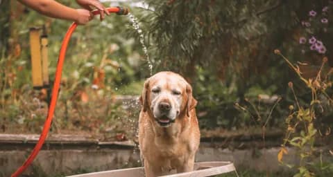 8 Tips to Help Your Dogs Overcome Fear of Bathing